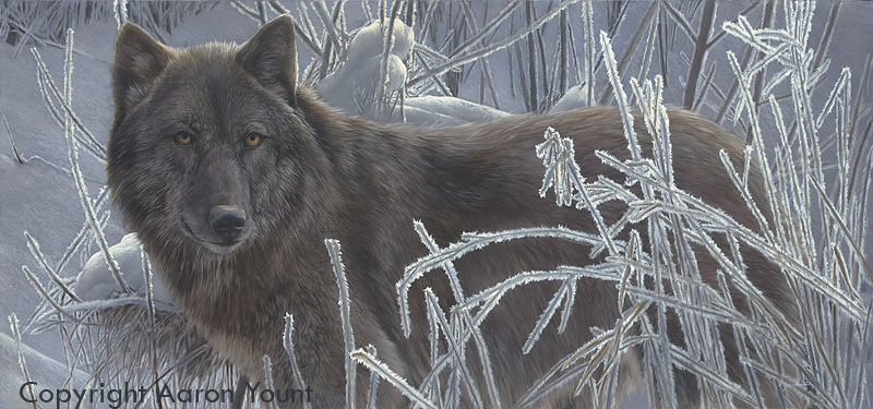 Wolf-Aaron Yount-Frosty Stare